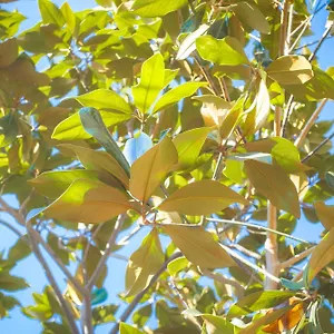https://villa-magnolia-con-giardino.barihotels.org